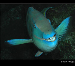 A happy Stoplight Parrotfish goes about his work. Taken i... by Brian Mayes 